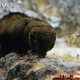 Illustration for article titled Monday Mustelid - Martes pennanti Edition